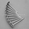 Umbrella Head Roofing Nails