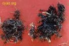 廠家直銷昆布提取物 3
