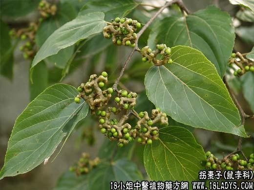 廠家供應枳椇子提取物  4