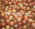 Chian fresh red onion 3