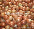 Fresh red onion/yellow onion/fresh onion in mesh bag 3