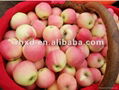 fresh gala apple exporter 4