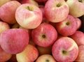 fresh red gala apple exporter/cheap gala apple