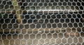 Hexagonal wire mesh