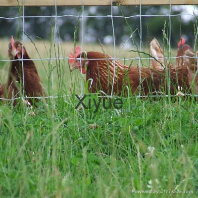 Chicken wire mesh 3