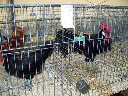 Chicken wire mesh 5