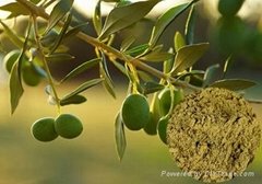 Olive Leaf Extract 10%-60%