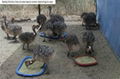 Ostrich Chicks and Guarantee Fertile Ostrich Eggs for sale. 1