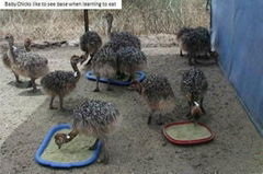 Ostrich Chicks and Guarantee Fertile Ostrich Eggs for sale.