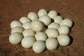 Ostrich Chicks and Guarantee Fertile Ostrich Eggs for sale. 2