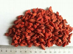 Organic Dried Goji Berry 