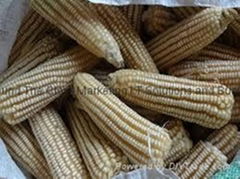 Maize