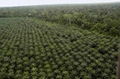 Palm Oil 4