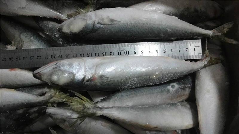 pacific mackerel wr 2