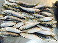 sardine