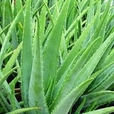 Top Quality Aloe Vera Dry Extract