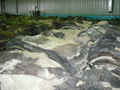 Wet Salted Cow Hides 1