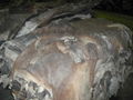 WET SALTED COW HIDES  1