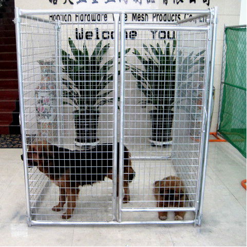 Beautifui High Quality Dog Cages Hot Sale 5