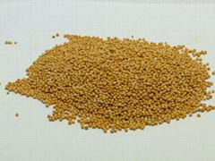 Yellow Mustard Seed