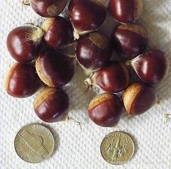Chestnuts for Sale