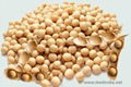 Soybean 1