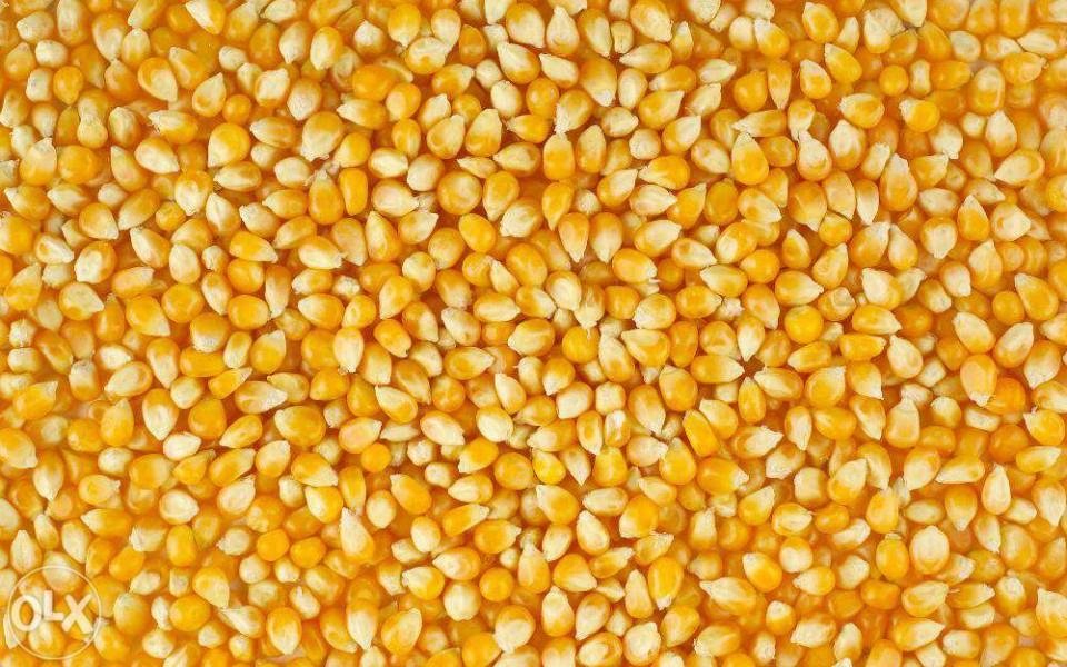 Yellow corn 2