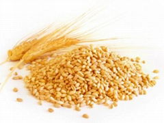 Soft milling wheat