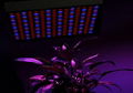 Hot 32W led grow light hydroponic