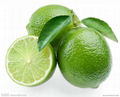 High-quality Chinese Eureka fresh lemon 2