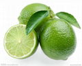 High-quality Chinese Eureka fresh lemon 3