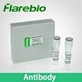 BUB1 |BUB1   antibody 3