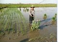 Manual rice paddy transplanter machine for sale
