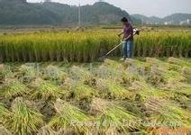 2018 hot selling rice wheat harvester mini harvester 2