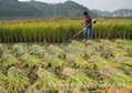 Farm machine wheat rice harvester 2