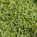 chinese organic green tea extra chumee bulk wholesale 4