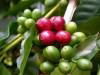 Green Coffee Bean Extract 1