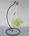 Free Shipping Hanging Glass Terrarium for air plant