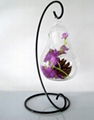 wholesale Pear shape hanging glass vases for home decoration 4