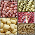 Sell peanut kernels, peanut in shell, blanched peanuts, roasted and salted peanu 2