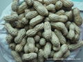 Sell peanut kernels, peanut in shell, blanched peanuts, roasted and salted peanu 3