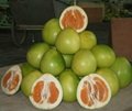 橙肉蜜柚 5