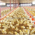 Full Set Automatic Poultry Equipment for Broiler 5