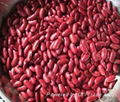 Red Kidney Beans