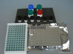 Rat Substance P ELISA Kit