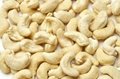 white raw Cashew Nut Best Price