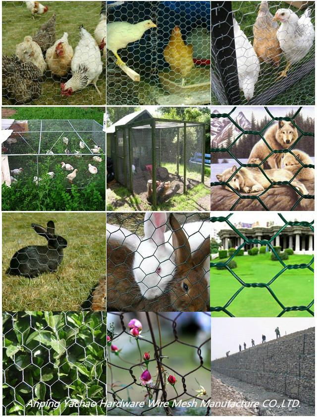 High quality Hexagonal Chicken Wire Netting 4