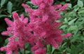 ASTILBIN 29838-67-3 Chinese Astilbe