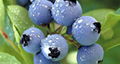 BLUEBERRY EXTRACT Vaccinium spp.