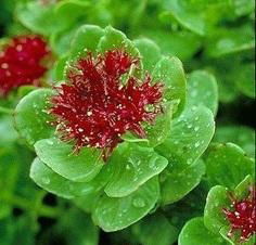 Rhodiola Extract 3